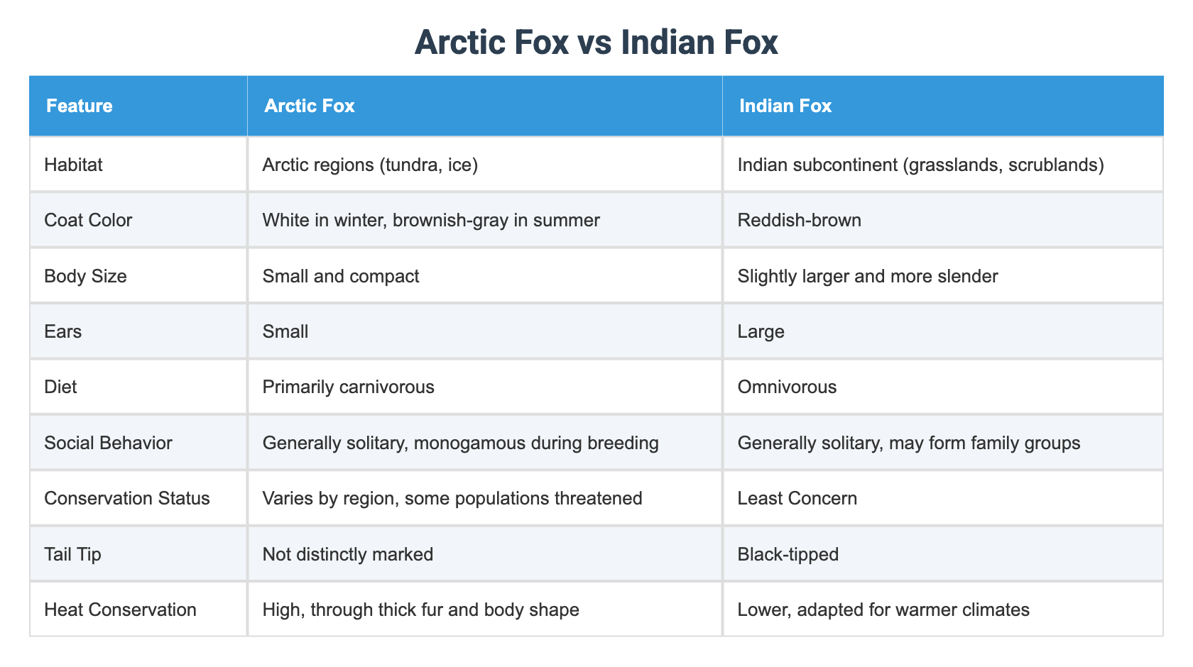 Indin Fox Arctic Fox vs Indian Fox