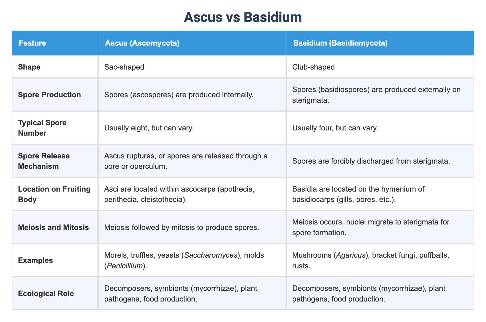 Ascus vs Basidium