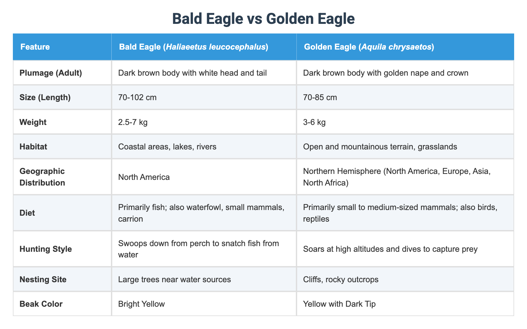 Bald Eagle vs Golden Eagle