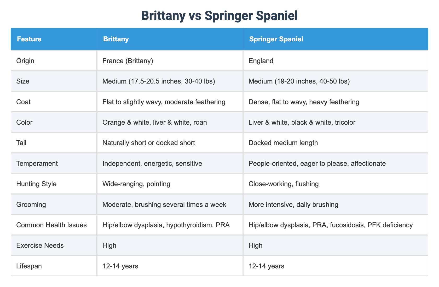 Brittany vs Springer Spaniel