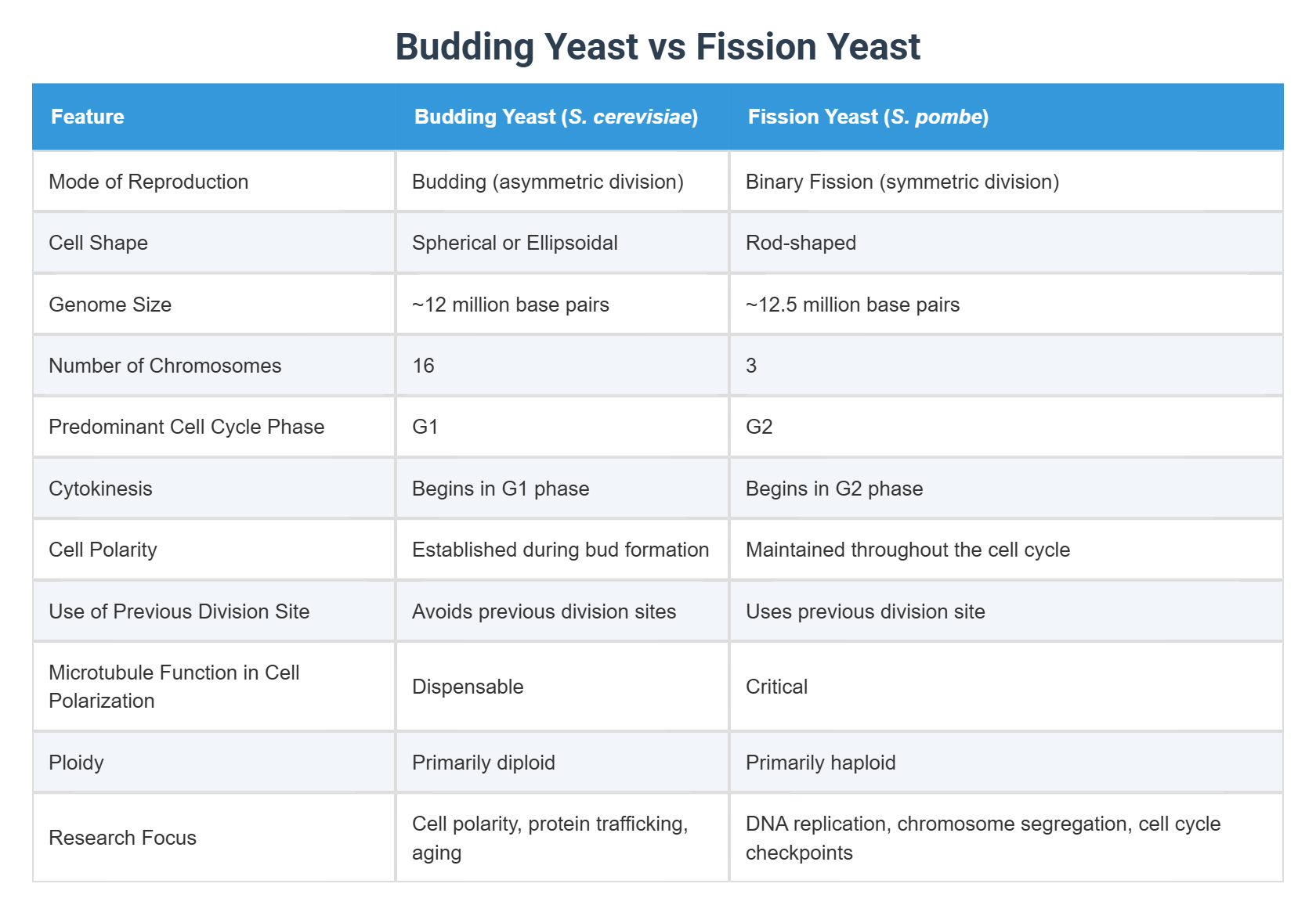 Budding Yeast vs Fission Yeast