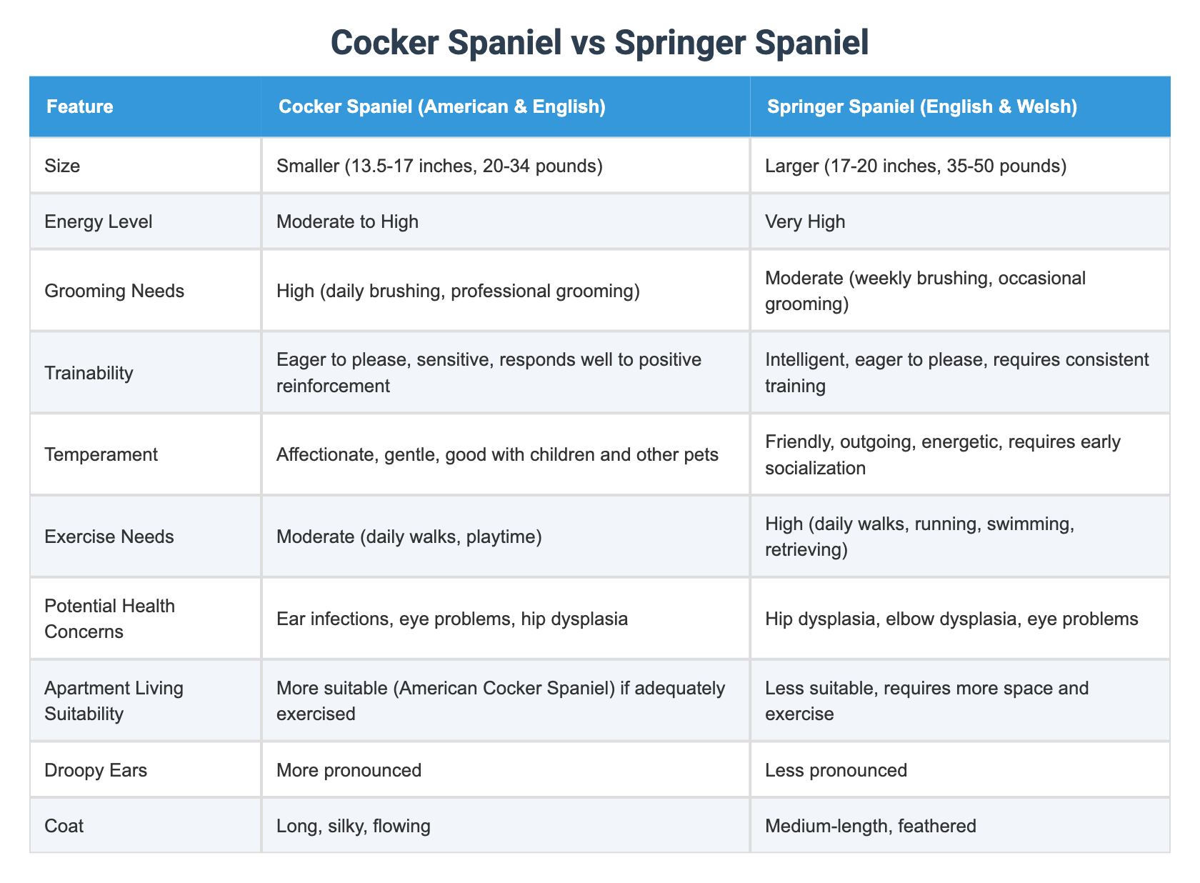 Cocker Spaniel vs Springer Spaniel