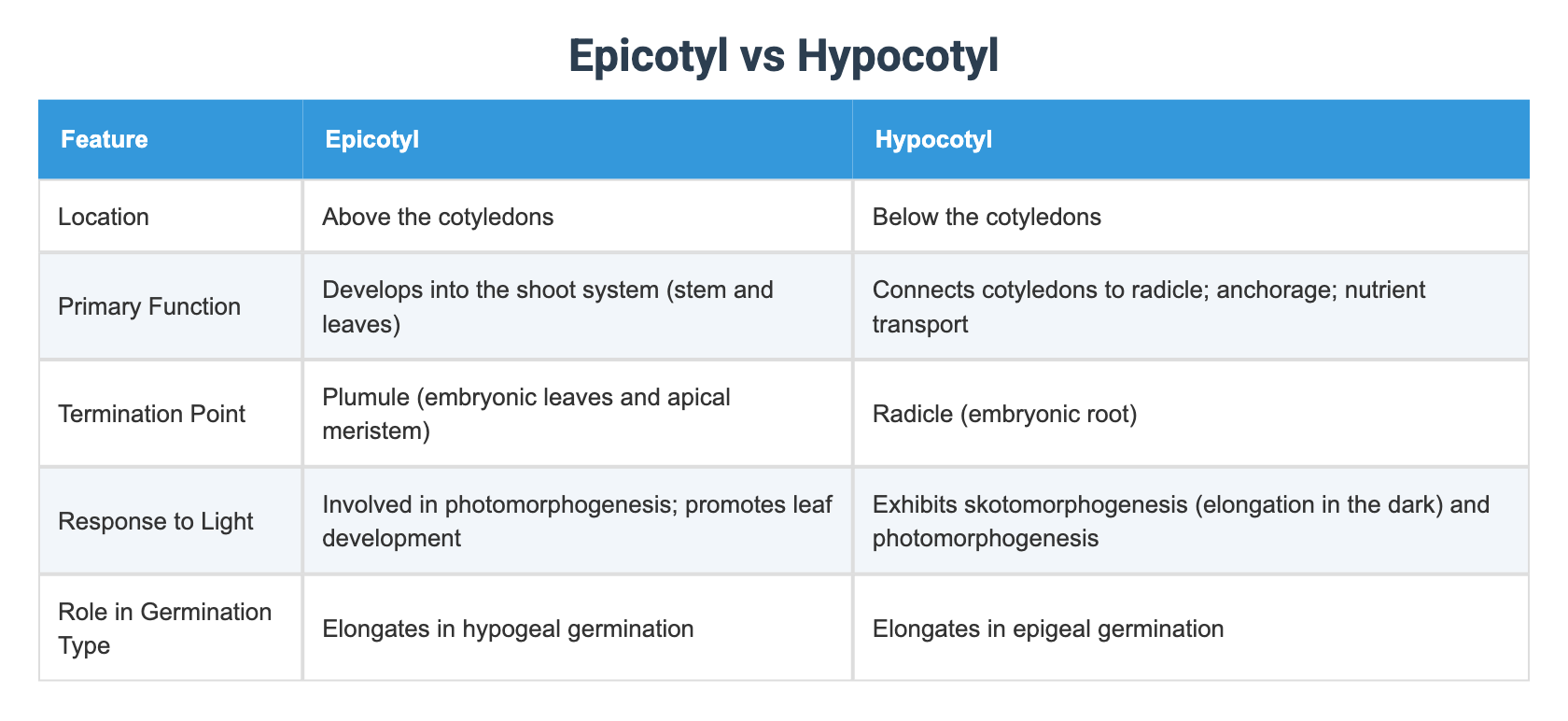 Hypoctyle Epicotyl vs Hypocotyl
