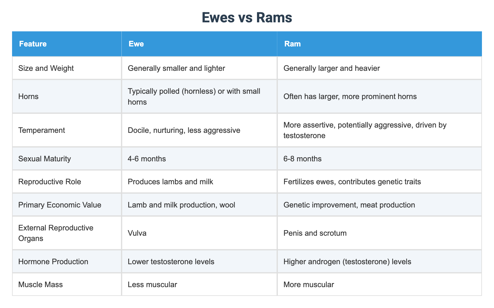 Ewes vs Rams