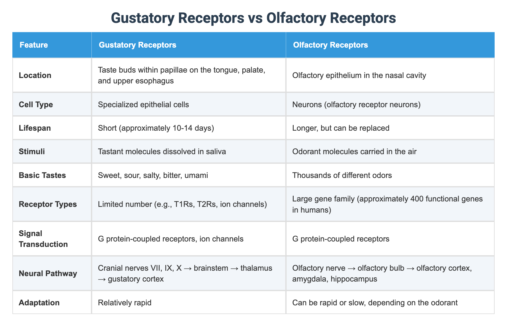 Gustatory Receptors vs Olfactory Receptors