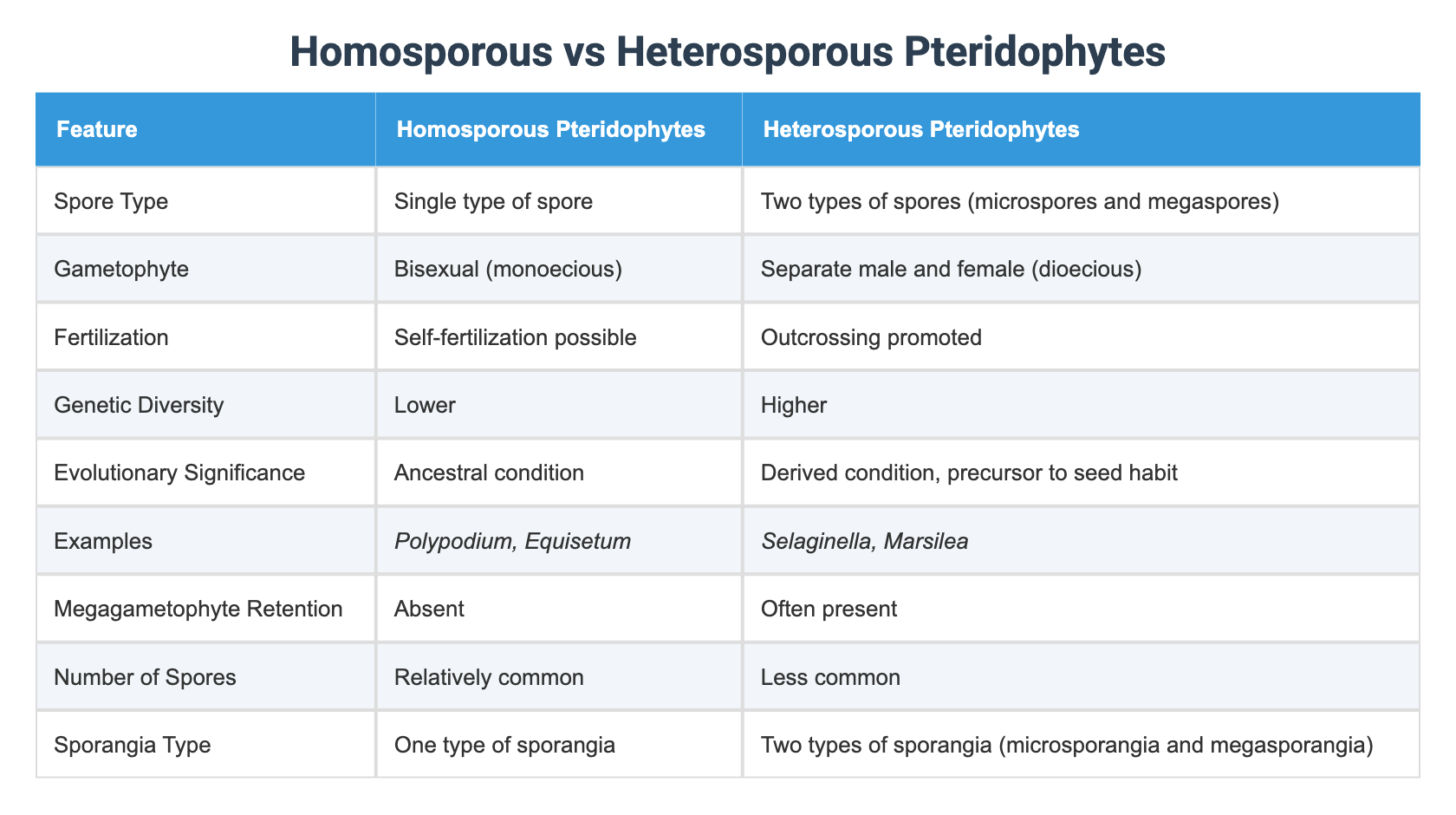 Homosporous vs Heterosporous Pteridophytes