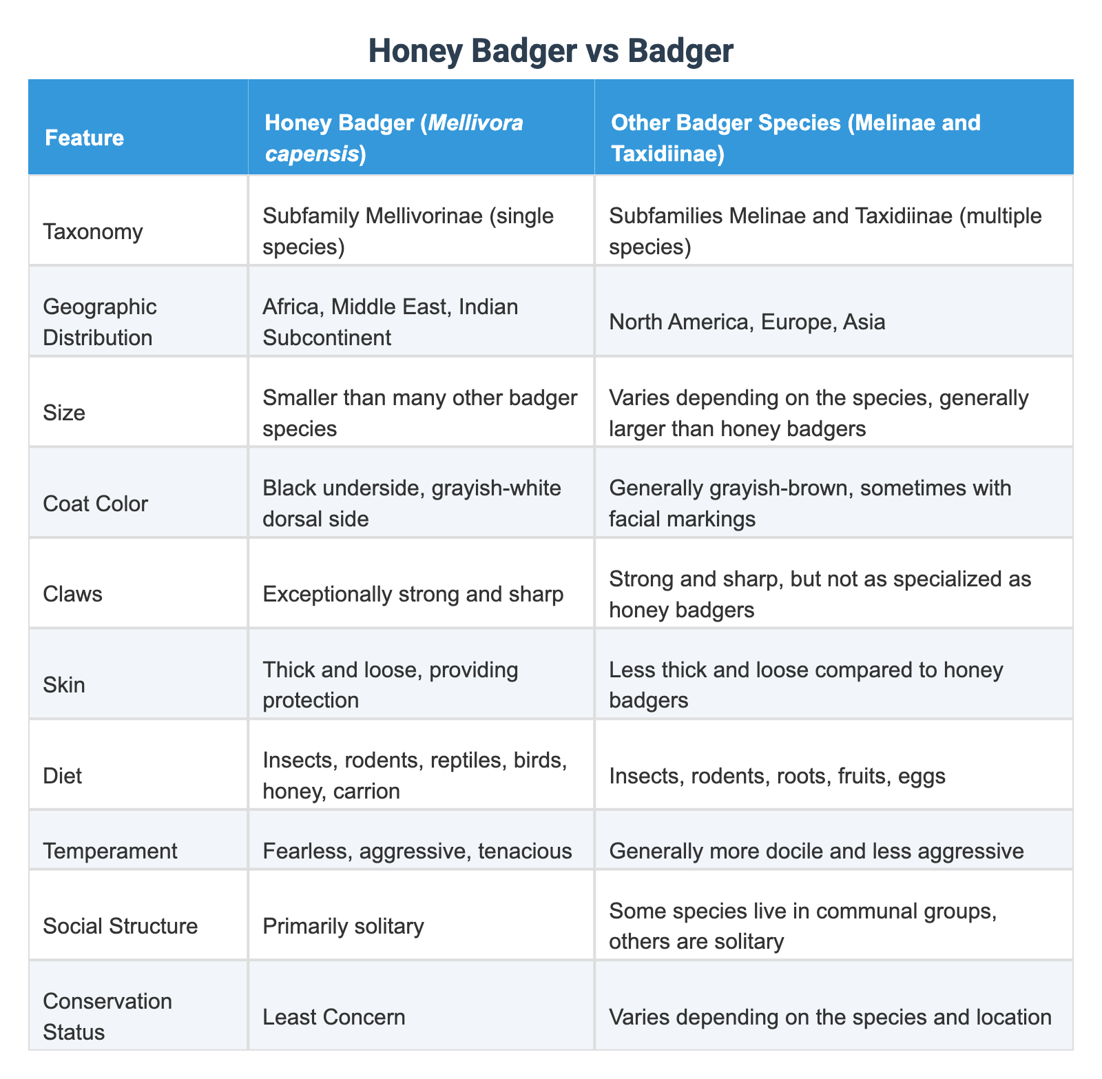 Honey Badger vs Badger