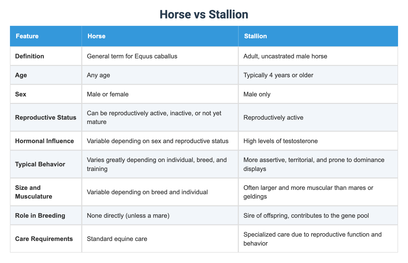 Horse vs Stallion
