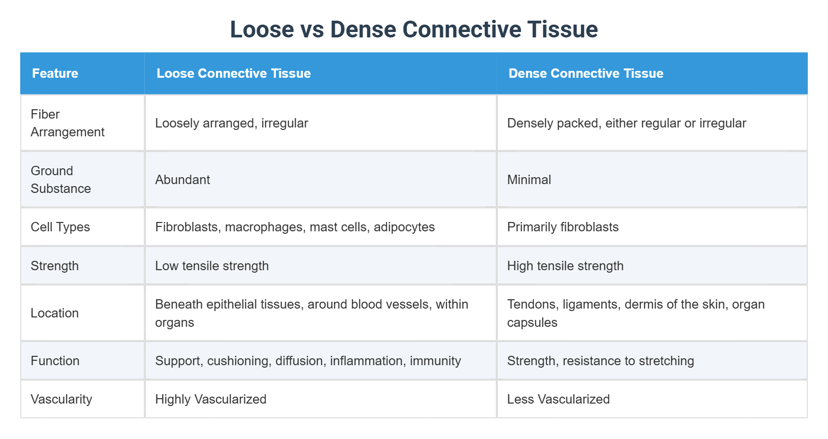 Loose Vs Dense Connective Tissue