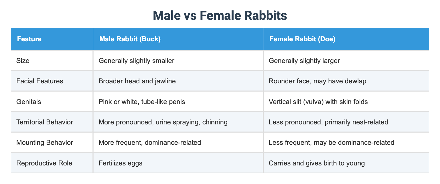 Male vs Female Rabbits