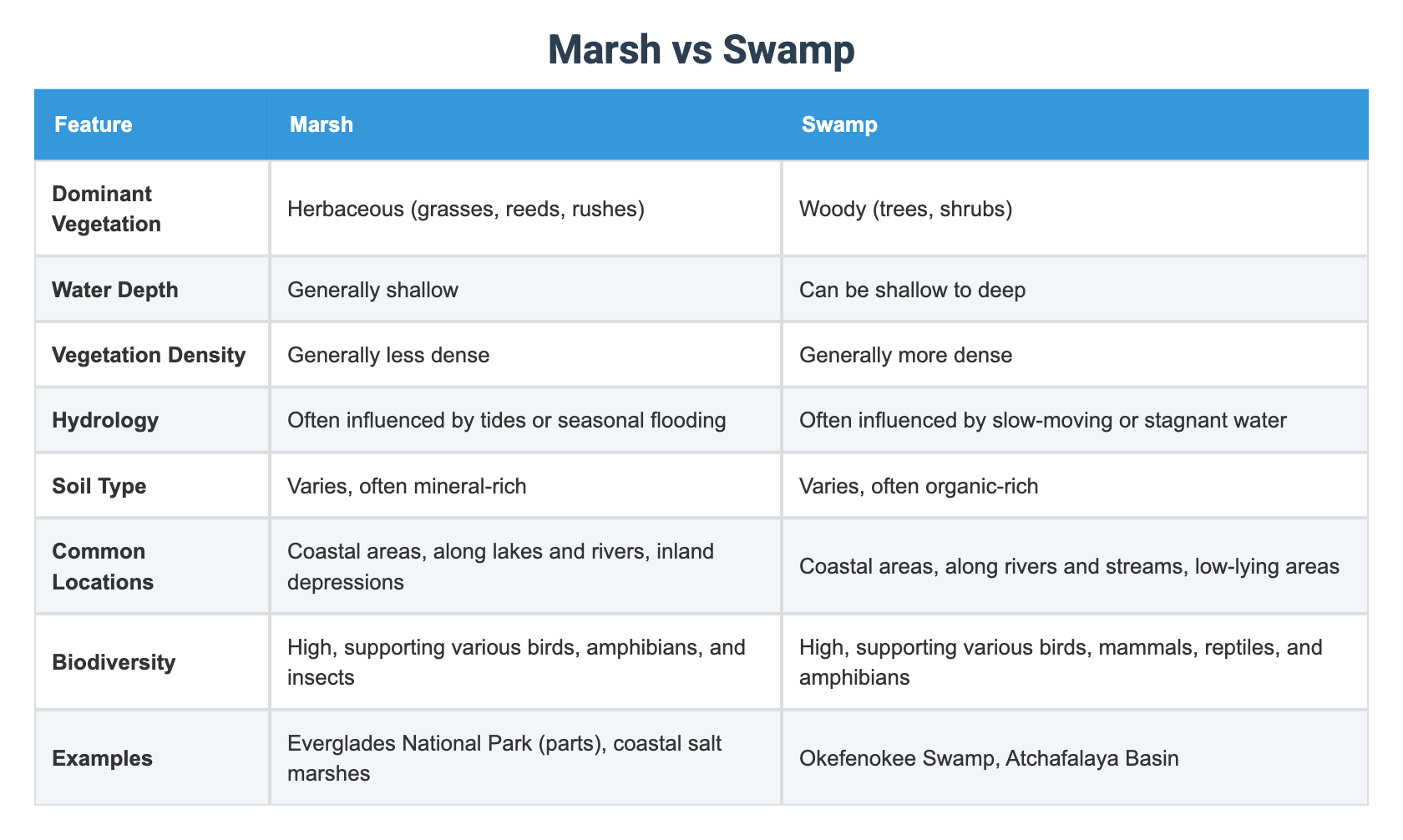 Marsh vs Swamp