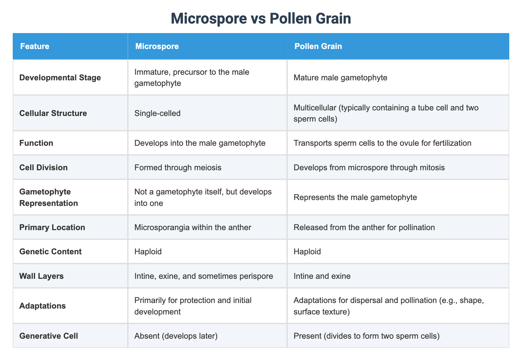 Generative Nucleus vs Pollen Tube Nucleus