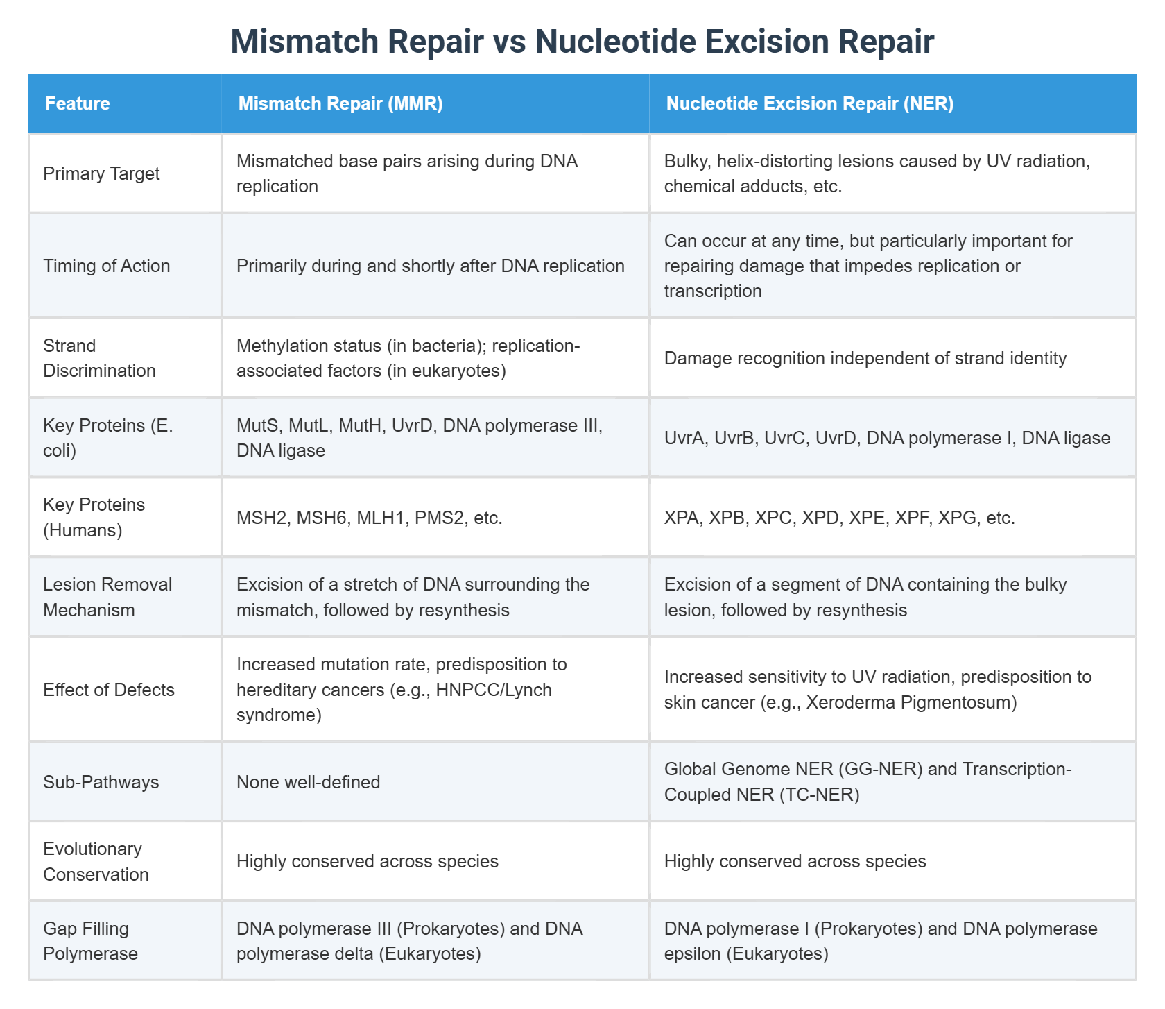 Mismatch Repair vs Nucleotide Excision Repair