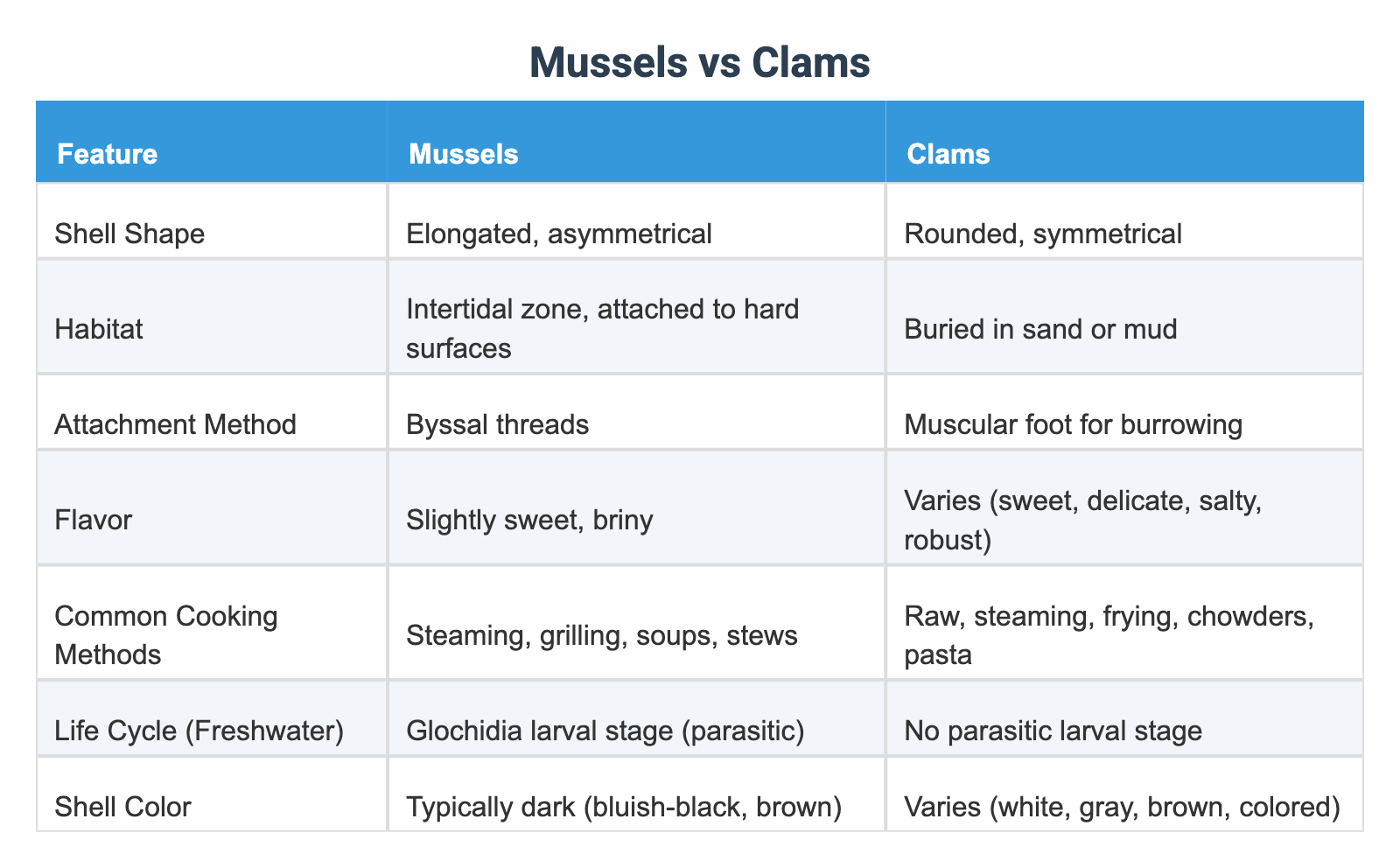 Shell Vs Clam Mussels vs Clams