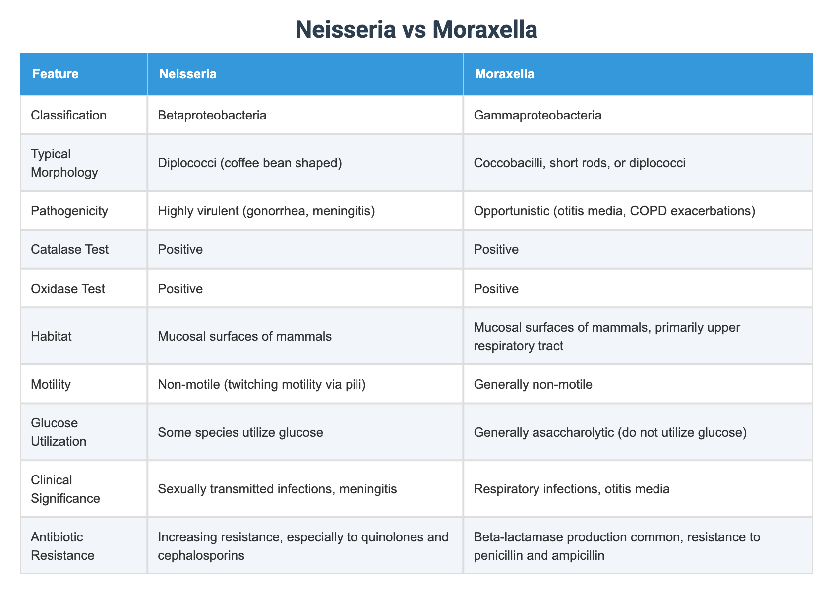 Neisseria vs Moraxella