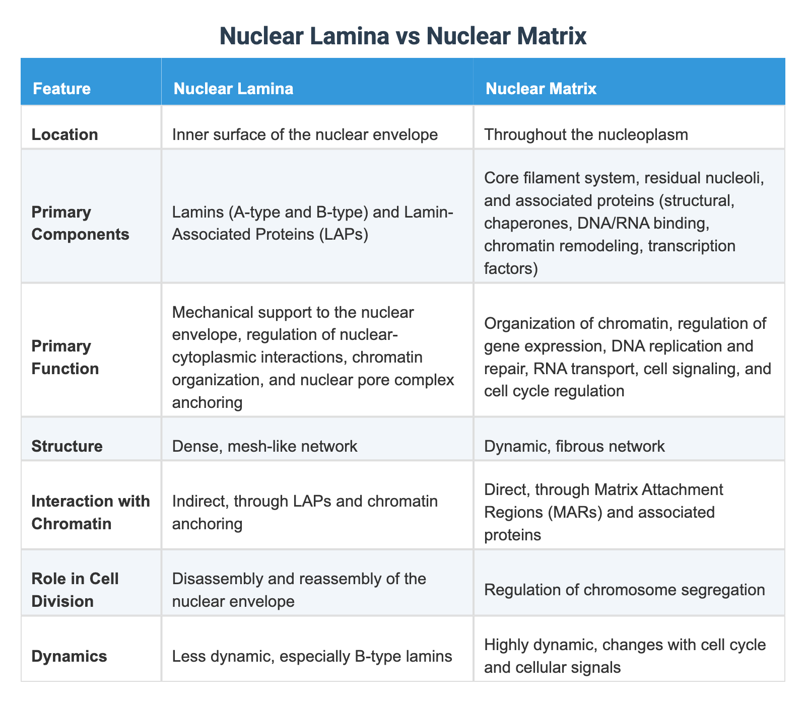 Neuclear Matrix Nuclear Lamina vs Nuclear Matrix