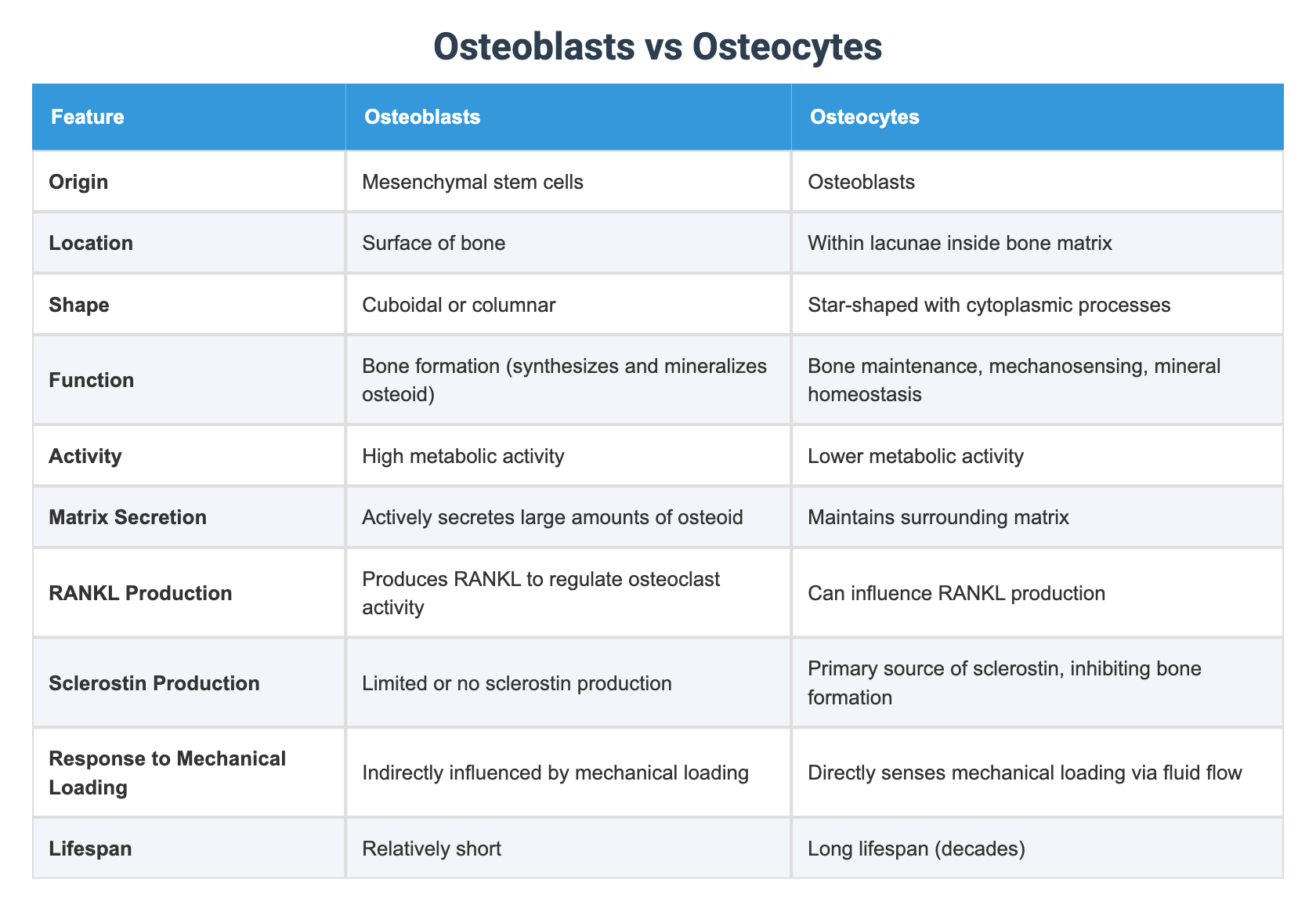 Osteoblasts vs Osteocytes