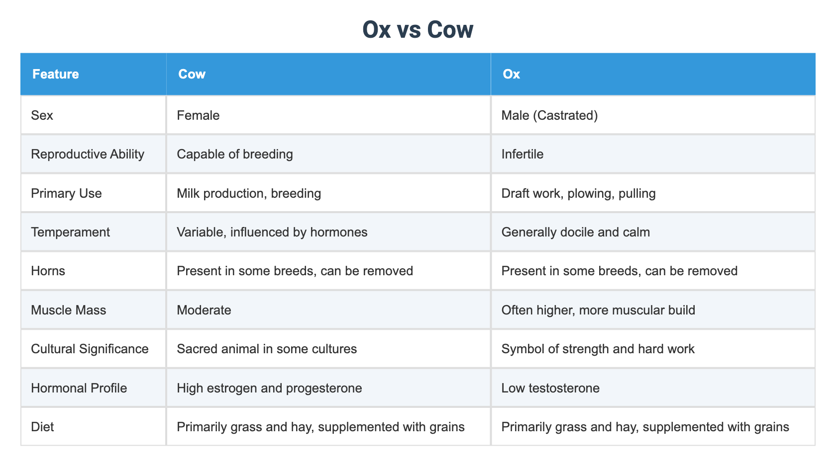 Ox vs Cow
