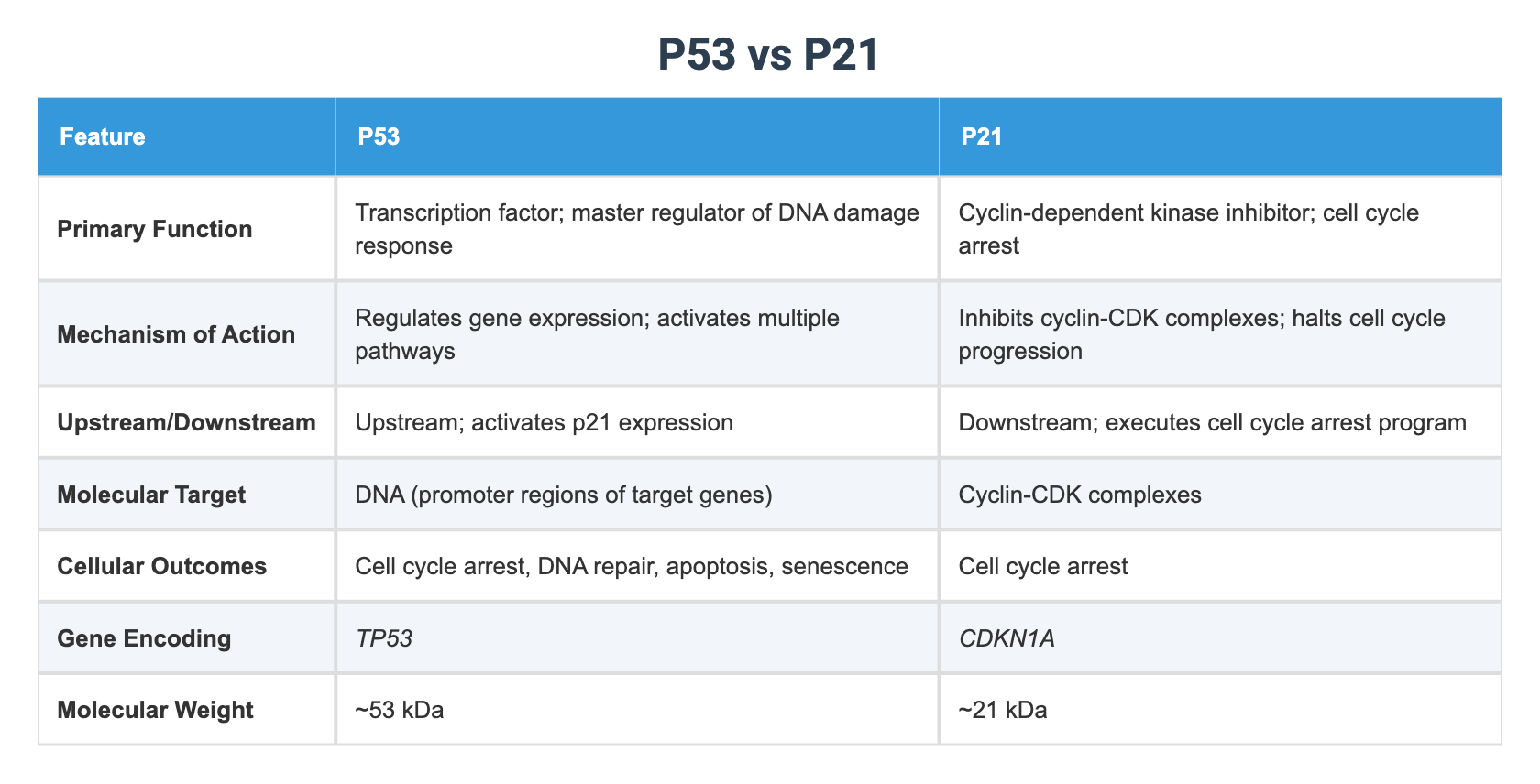 P21 Test P53 vs P21