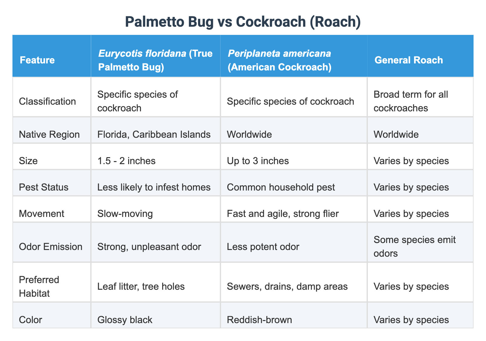 Palmetto Bug vs Cockroach (Roach)