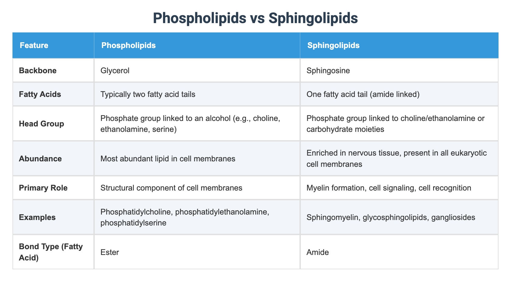 Sphingoipids Phospholipids vs Sphingolipids