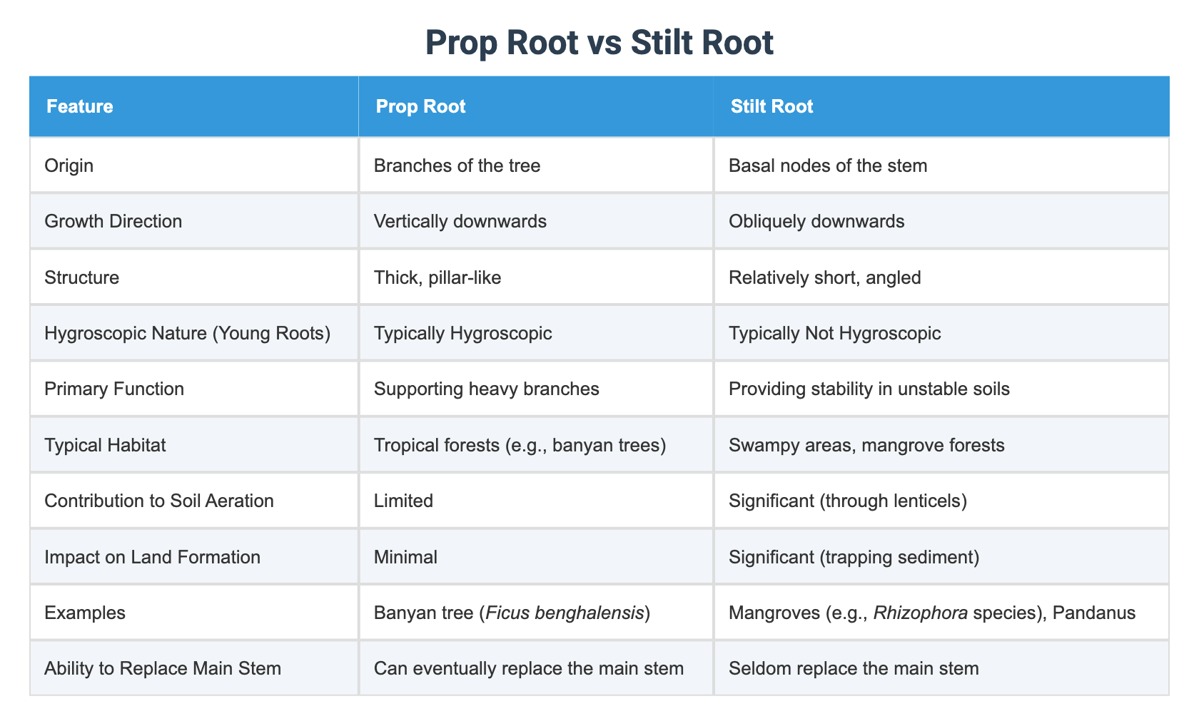 Prop Root vs Stilt Root