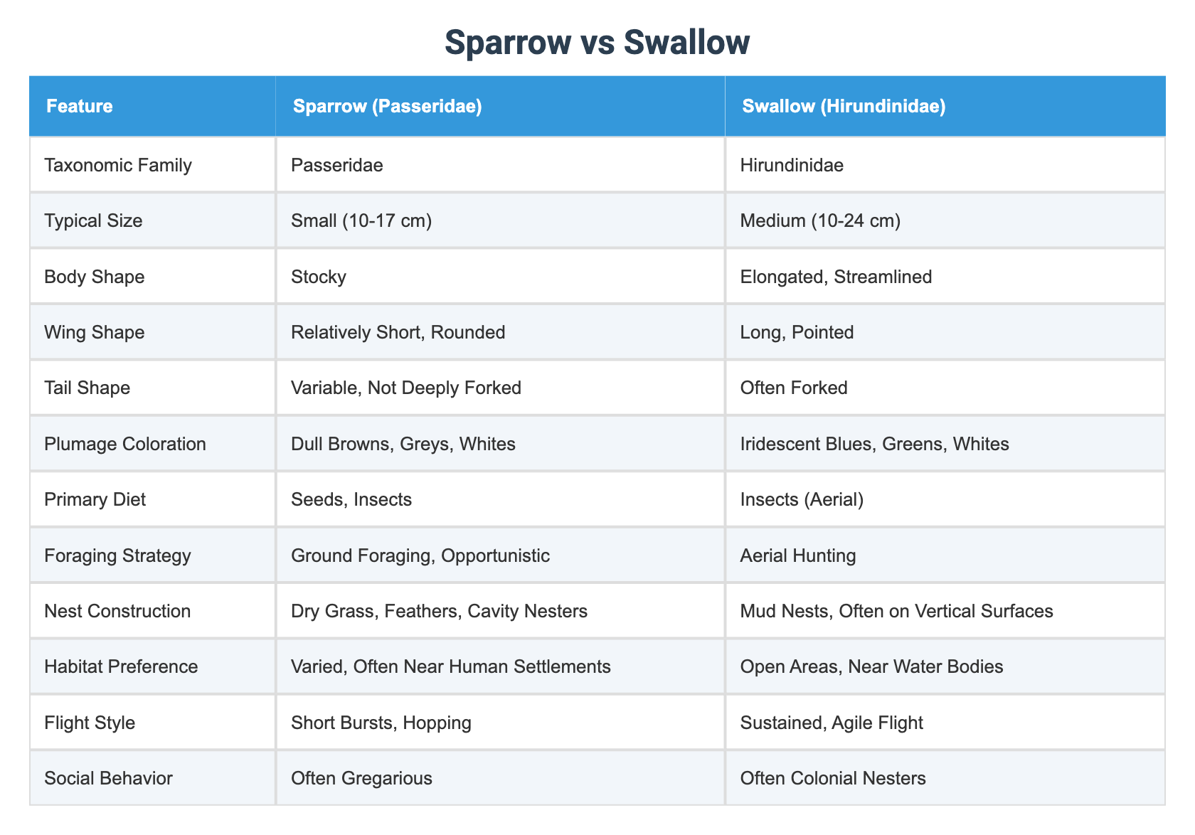 Sparrow vs Swallow