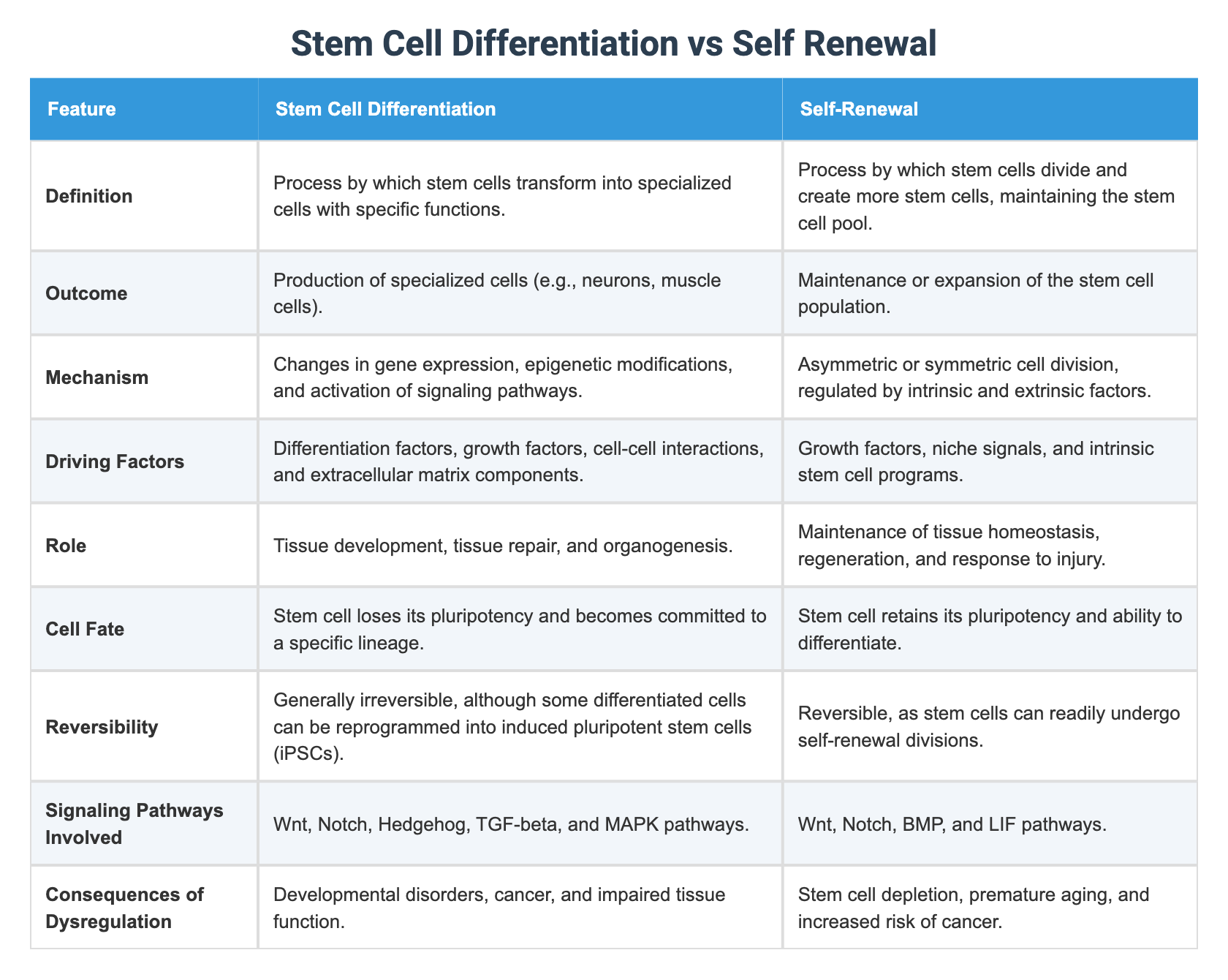Stem Cell Differentiation vs Self Renewal