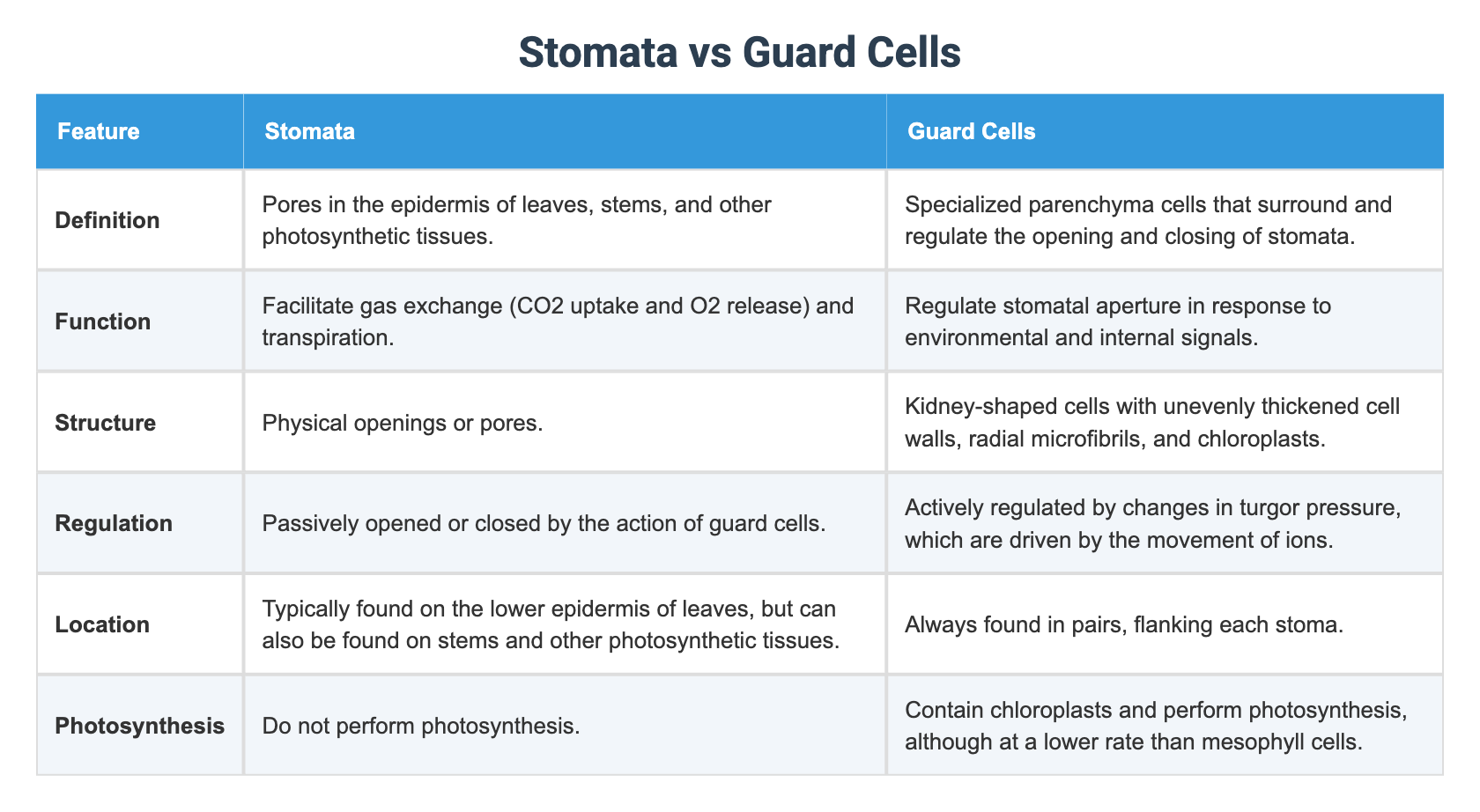 Stomata vs Guard Cells