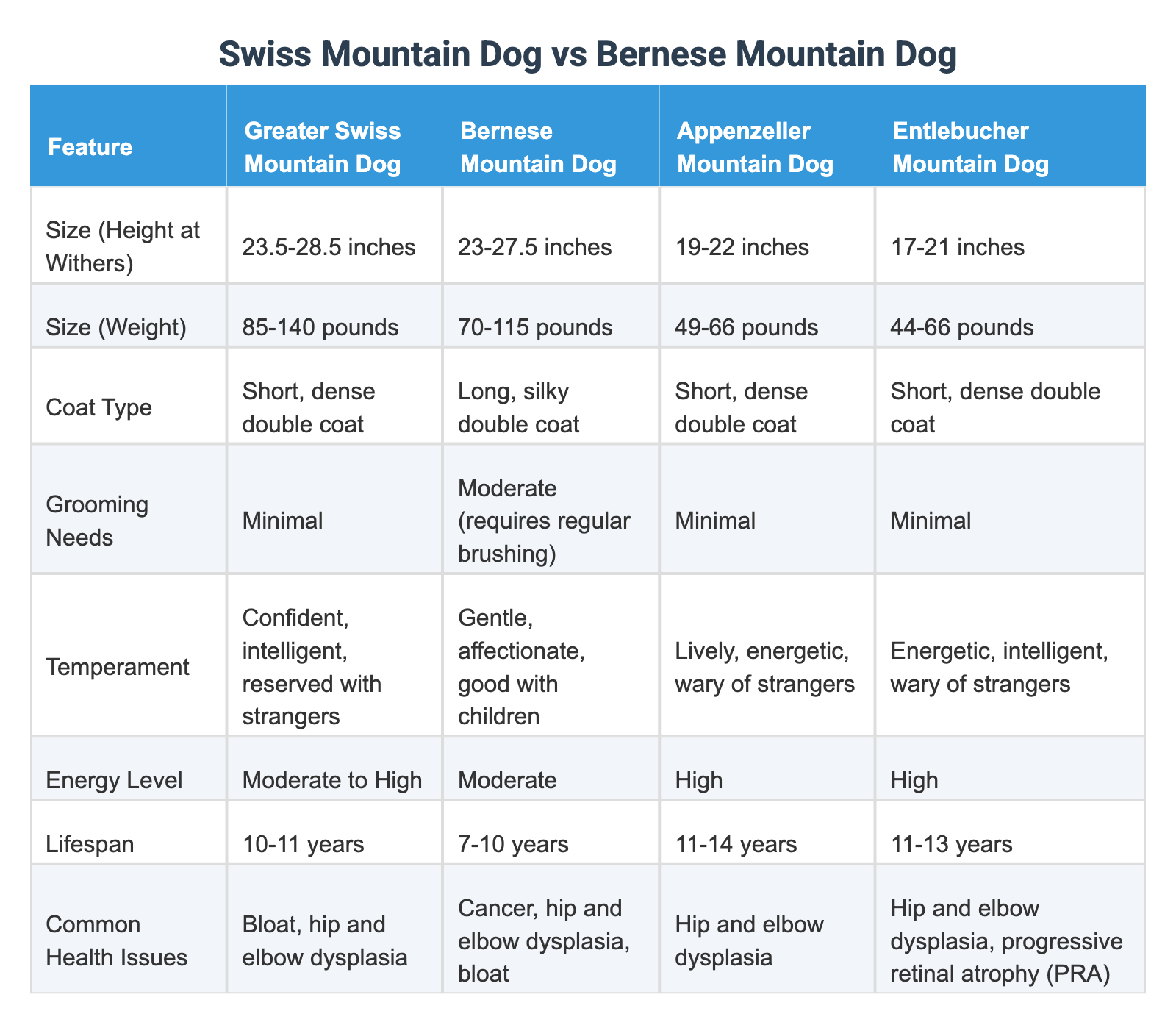 Swiss Mountain Dog vs Bernese Mountain Dog