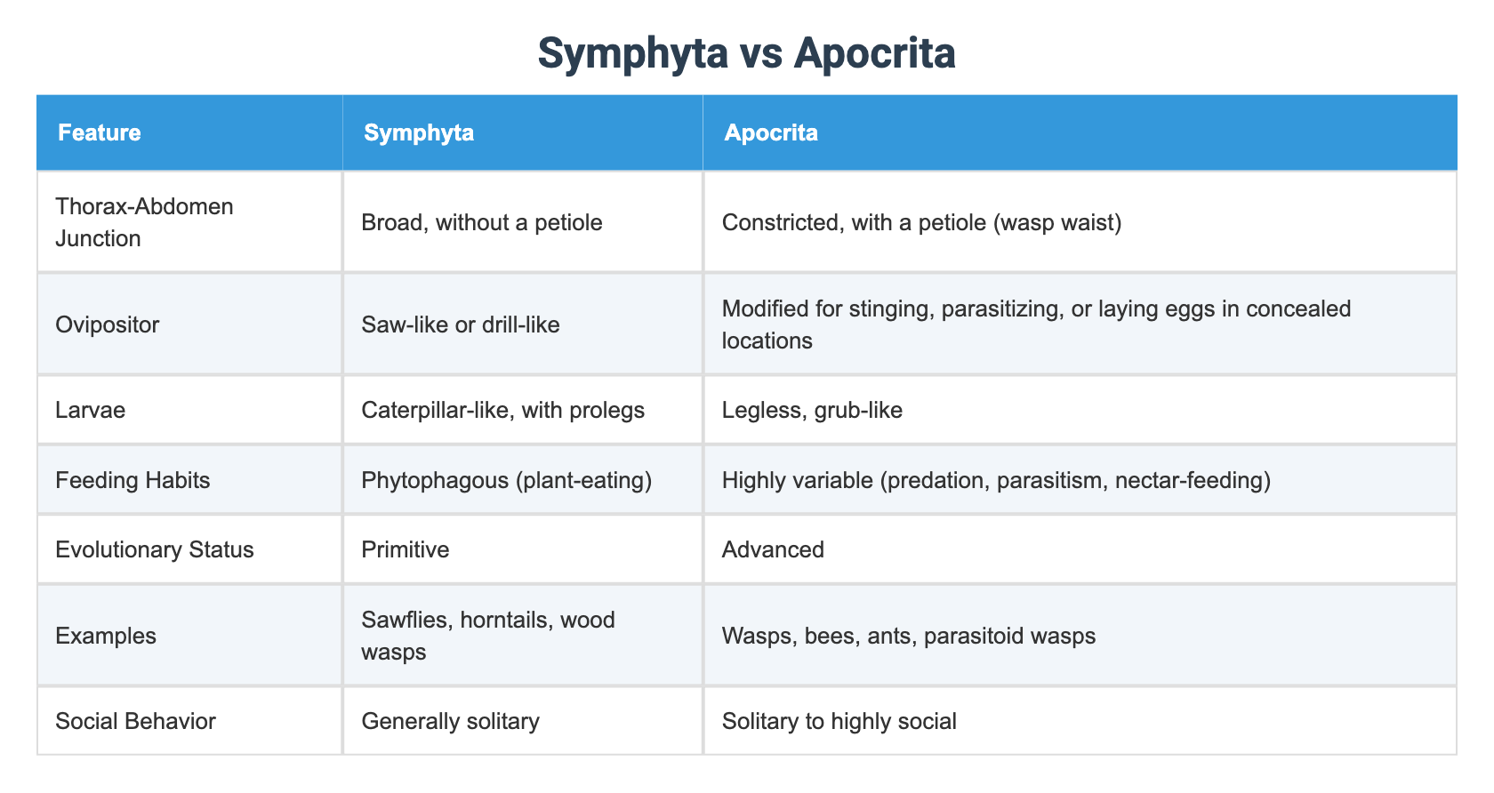 Symphyta vs Apocrita
