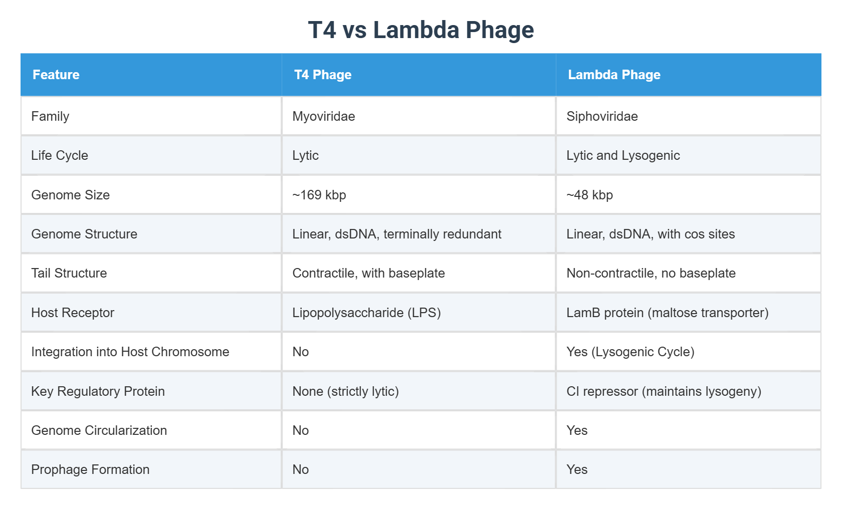 T4 vs Lambda Phage