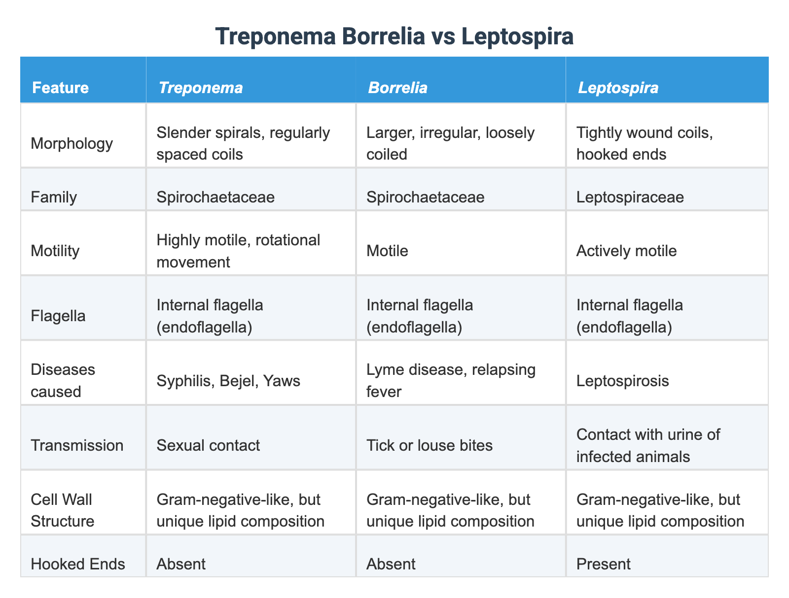 Treponema Rash Treponema Borrelia vs Leptospira
