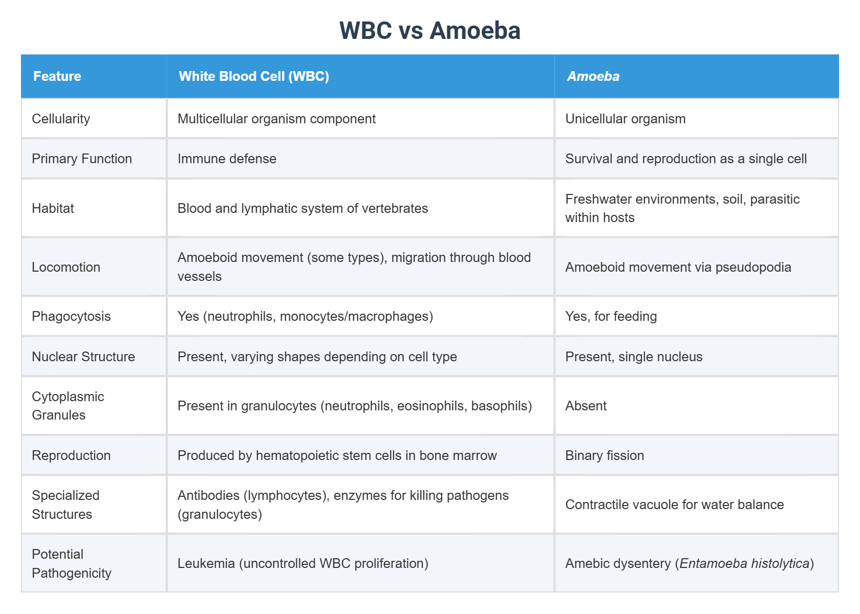 WBC vs Amoeba